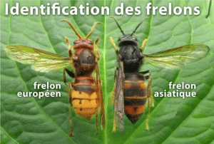 identification des frelons